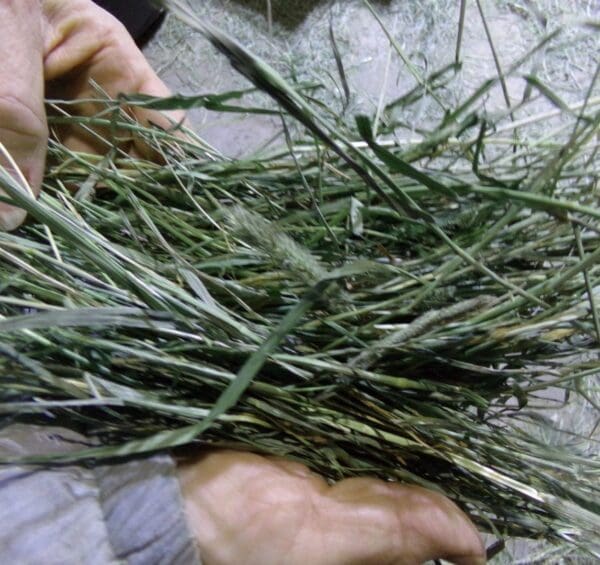 A person holding some grass in their hands