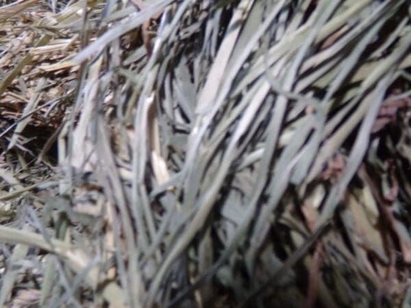 A close up of the grass in the ground