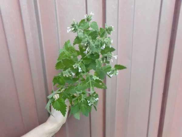 A hand holding up a plant with white flowers.
